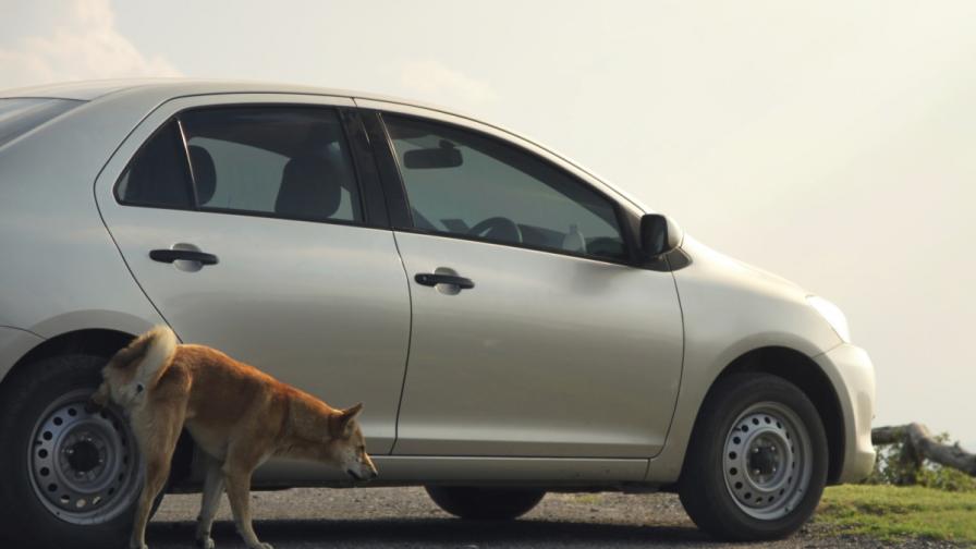 Куче отмъщава на шофьор за лошо отношение