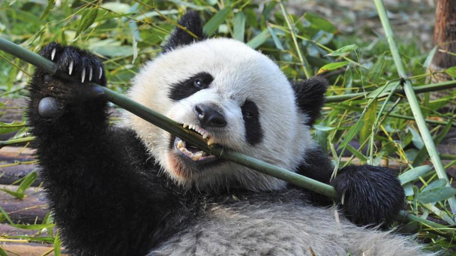 Китаец получи обезщетение за нападение от панда