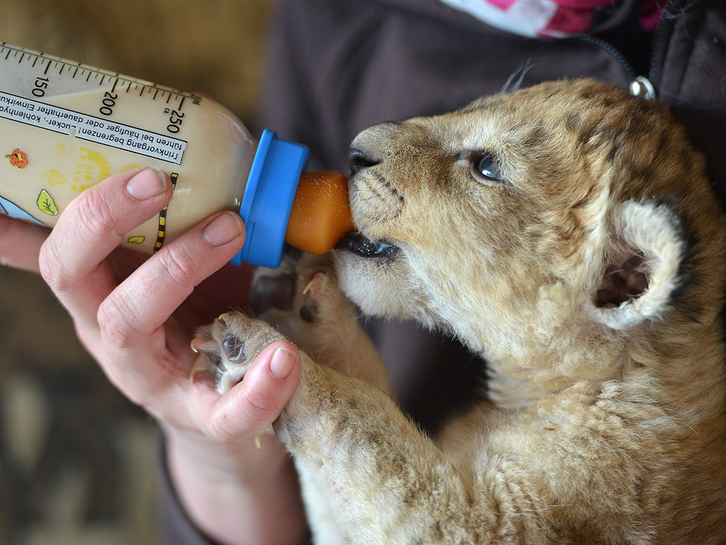 Служител в Зоопарк храни малко лъвче с бутилка котешко мляко в Лирфелд, Германия. Майката лъв, изостави потомството си преди четири седмици
