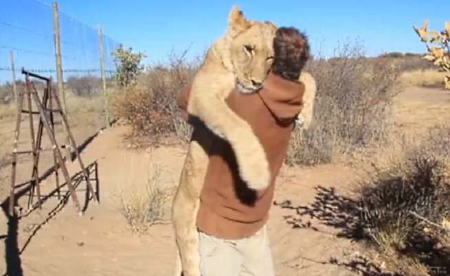 Лъвска прегръдка всеки ден (видео)
