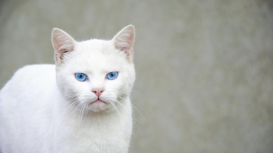 Ген причинява глухота на синеоките бели котки
