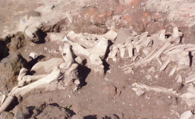 В яма в северозападния край на разкопките е открит скелет на принесено в жертва цяло теле