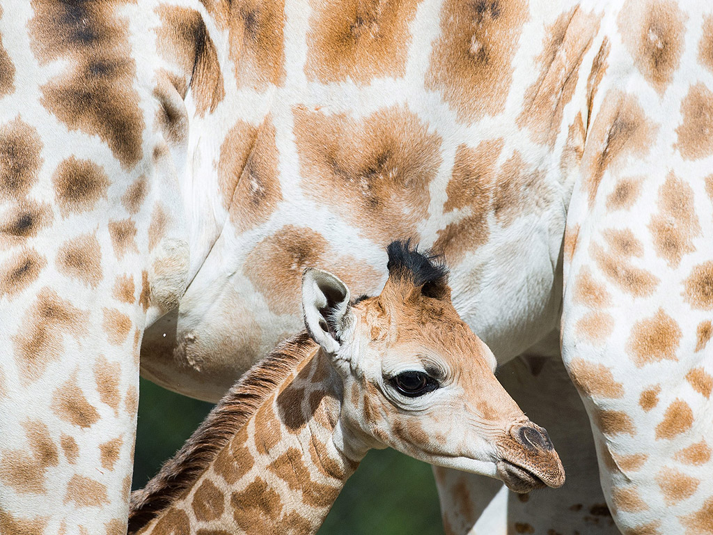 Жираф бебе в зоопарка Хагенбек в Хамбург