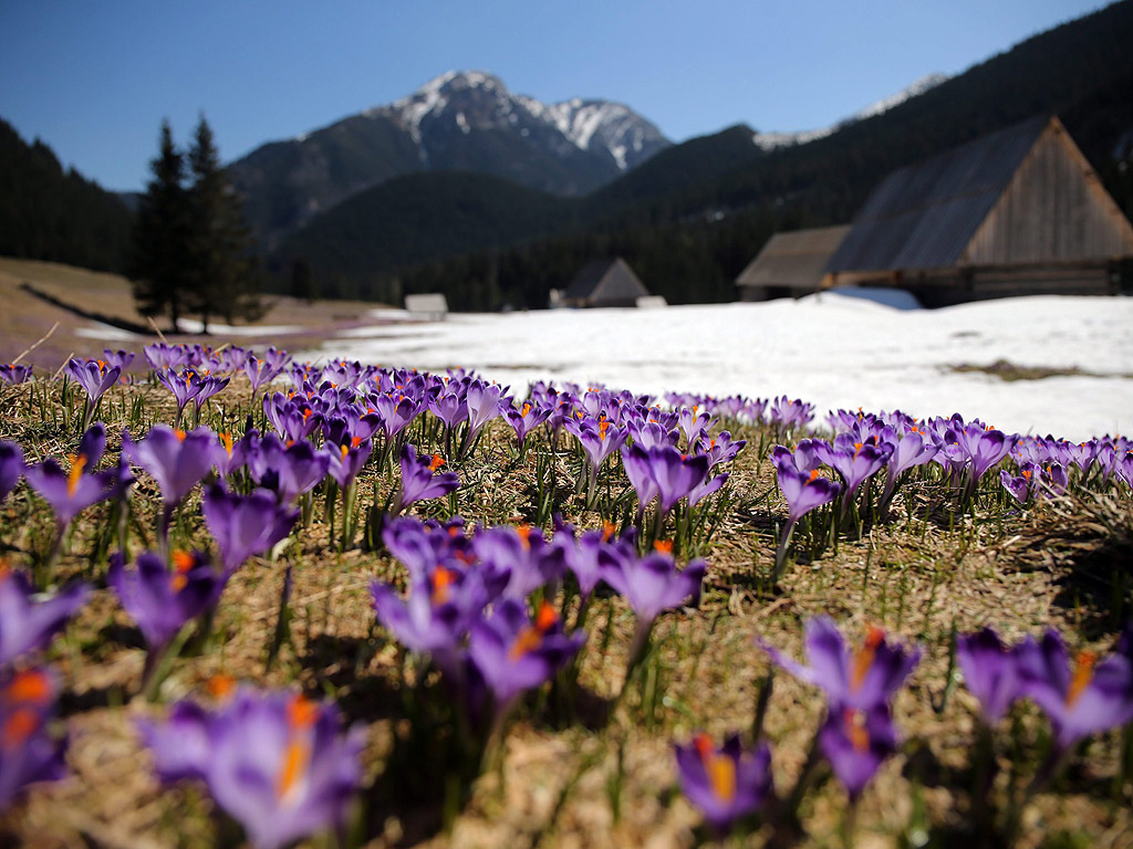 Дошла е пролетта в планините Татри. Минзухари цъфтят в долина в близост до Закопане, Полша.