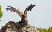  Бракониери в България гръмнаха една от най-редките птици 