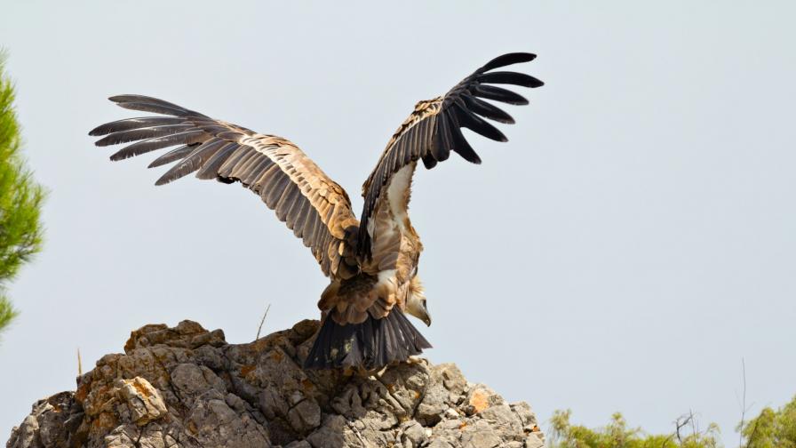 Бракониери в България застреляха една от най-редките птици