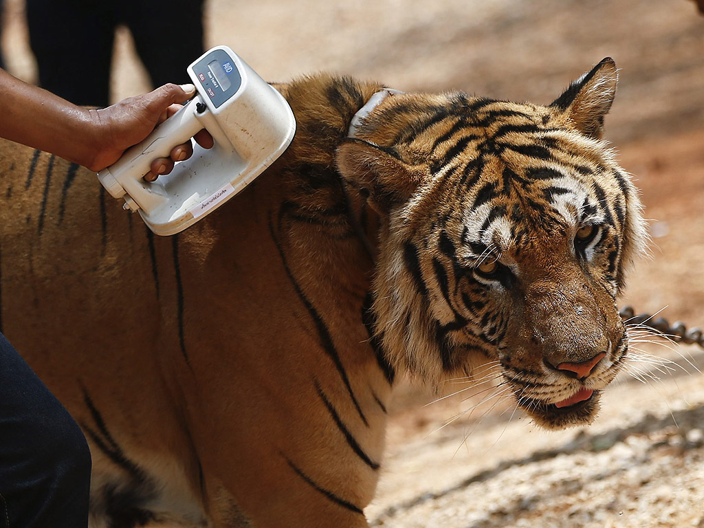 Властите и неправителствени организации пожелаха преброяване на тигрите, като се снемат данните от имплантираните им чипове, както и да се изясни местонахождението на три животни, за които се смята, че са изчезнали. По-малко от половината тигри били представени за преброяването