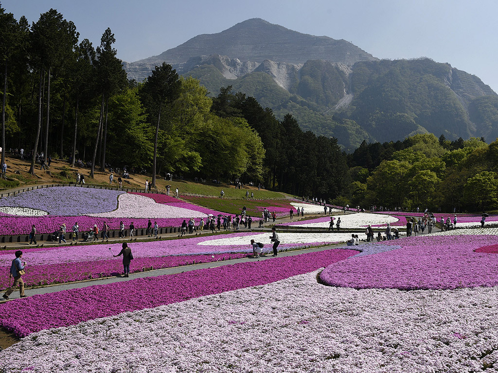 Килим от червени, розови и лилави цветя покриват 17 600 кв. м. земя в Япония през пролетта. Цветята се наричат Moss phlox. Хълмът Shibasakura се намира в парка Хицужиама. По време на цъфтежа, от март до май, тази земна площ се отрупва с около 400 000 цъфнали стръка.