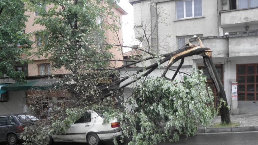 Буря събори дърво върху лек автомобил