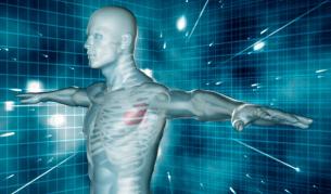 Интерстициумът дълго верме е бил смятан за съединителна тъкан.