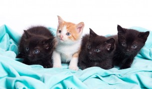 Котки бичат айляк