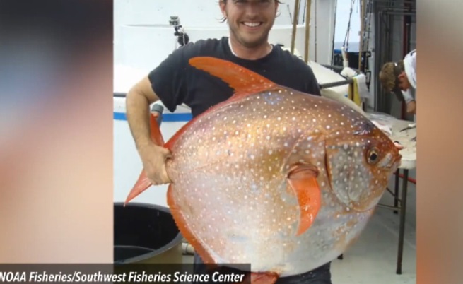 Намериха първата топлокръвна риба