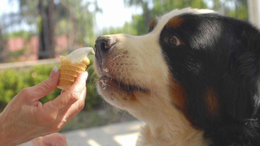Създадоха сладолед за кучета (видео)
