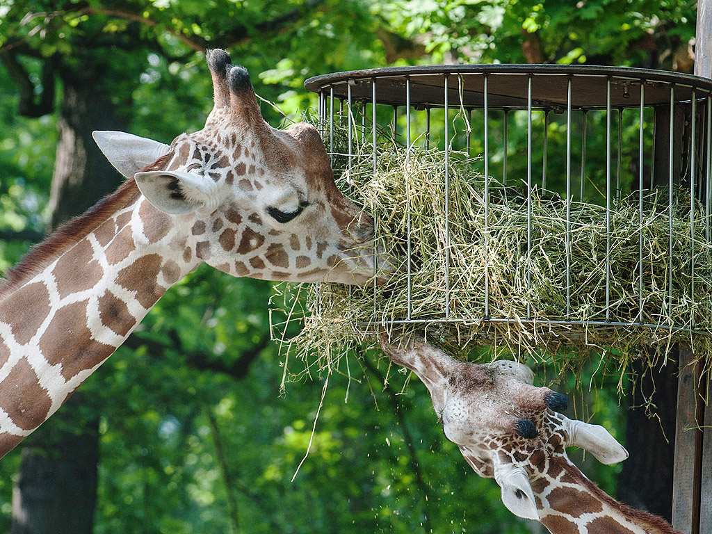 Haute Cuisine - Два жирафа хапват суха трева от една кошница, висяща на няколко метра височина в заграждение в зоологическата градина в Берлин, Германия