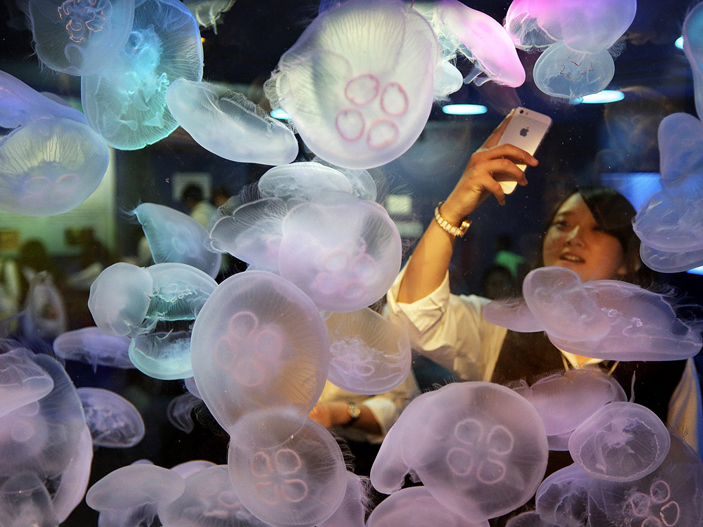 Медузи в Shinagawa Aquarium в Токио Япония, 22 май 2015.