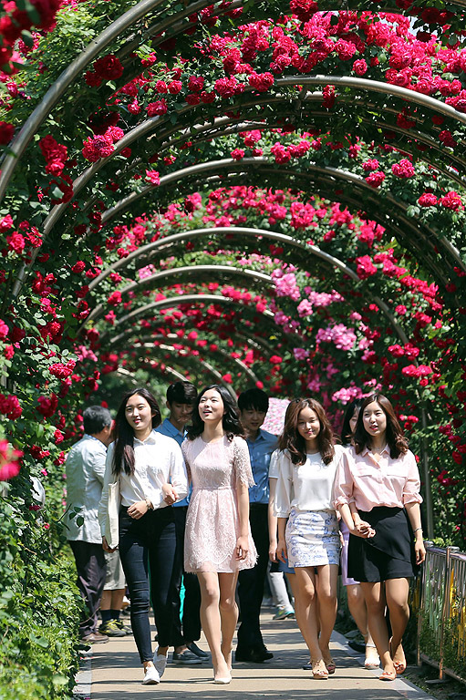Южнокорейски жени се рахождат под тунел от рози в Сеул, Южна Корея където се провежда фестивал на розата