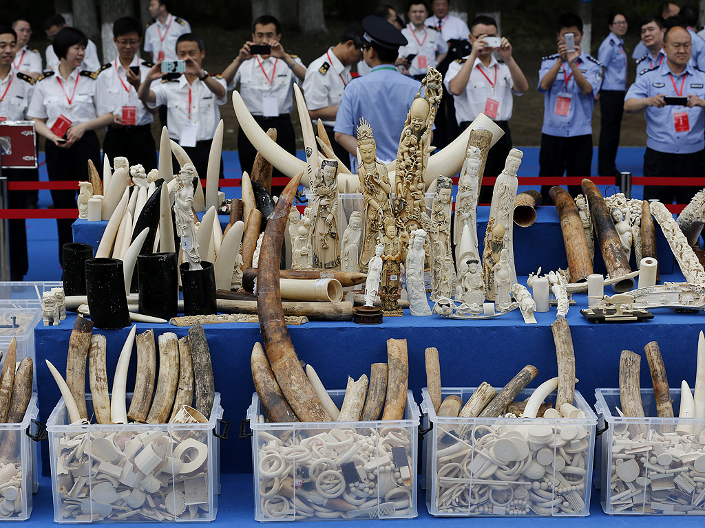 Конфискувани слонови кости се показват по време на церемония за унищожаването им в Спасителния и рехабилитационен център, в Пекин, Китай. Близо 660 кг от слонова кост са конфискувани през 2014.