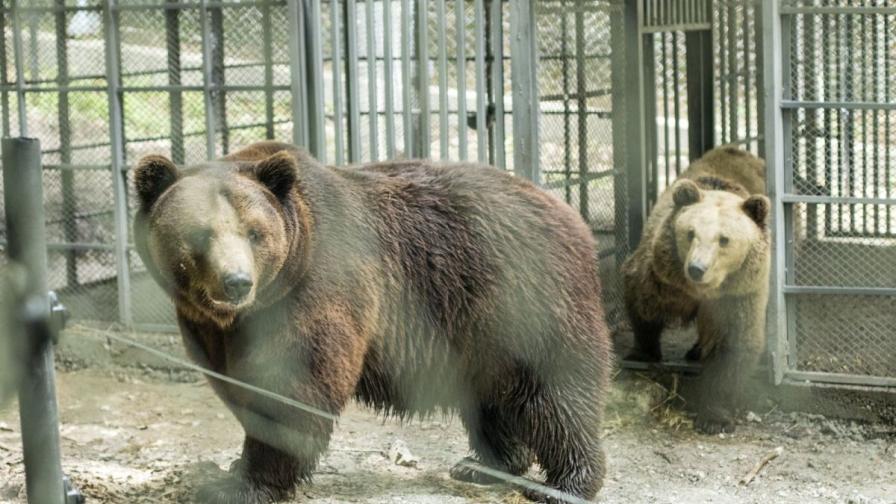 Паркът край Белица приюти още две мечки