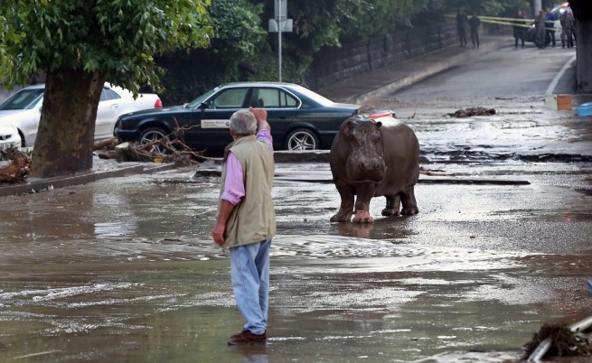 Буря взе жертви в Тбилиси, животни избягаха от зоопарка
