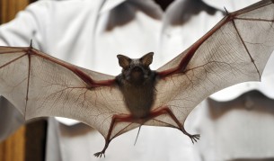 Oткриха фосили от прилеп с четири крака в Нова Зеландия