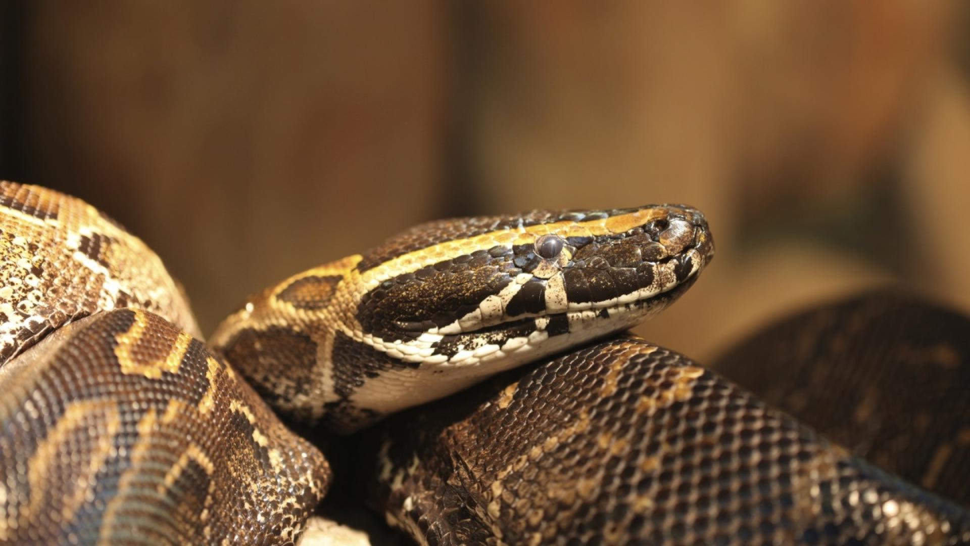 Семейство в Южно Сулавеси Индонезия преживя ужасяваща трагедия когато откри