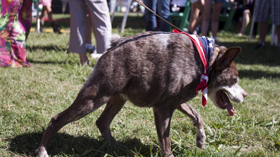Гърбавият Квази Модо е най-грозното куче в света