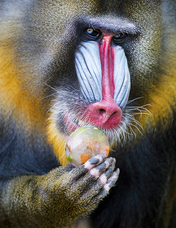 Маймуна облизва замразени плодове в Зоопарка в Ренен, Нидерландия.