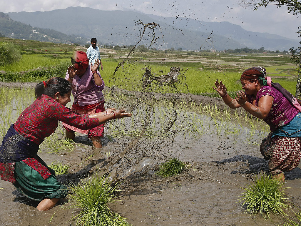 Националния ден Paddy в село Джиптур, Катманду, Непал. На този ден, известен като Asar Pandhra, фермерите започват годишното засаждане на ориз и отбелязват деня с различни празненства с кална вода, оризови ястия. Калта е символ на един просперираща сезон. Селскостопанският сектор допринася около 60 на сто брутния вътрешен продукт на Непал