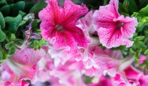 Петунии