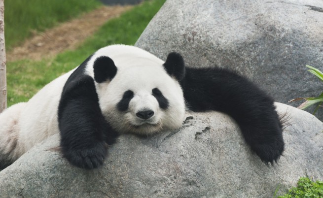 Защо пандите изглеждат мързеливи?