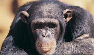 Свързаха мозъци на маймуни с компютър