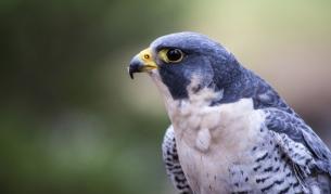 Сокол скитник