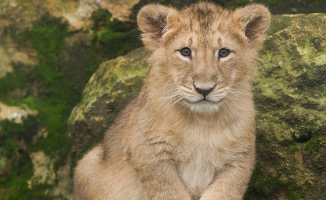 В Индия се родиха 11 лъвчета от застрашен вид (видео)