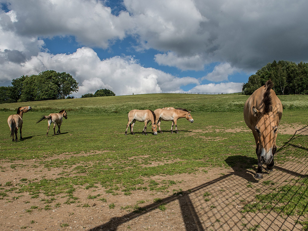 Завръщането на дивите азиатски коне родните им степи – пустинен район в Южна Монголия, е проект на зоопарка в Прага и чешката армия, които искат да спасят рядката порода и да я интегрират в естествената й среда