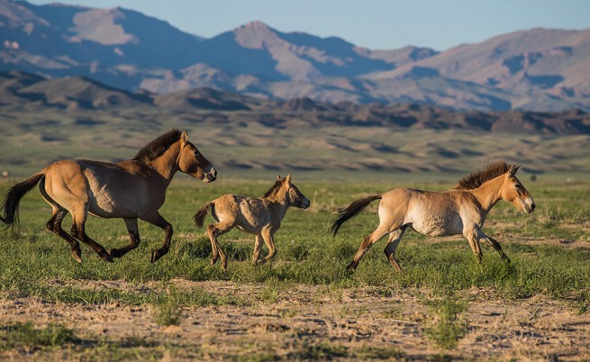 Завръщането на дивите коне в Монголия (фотогалерия)