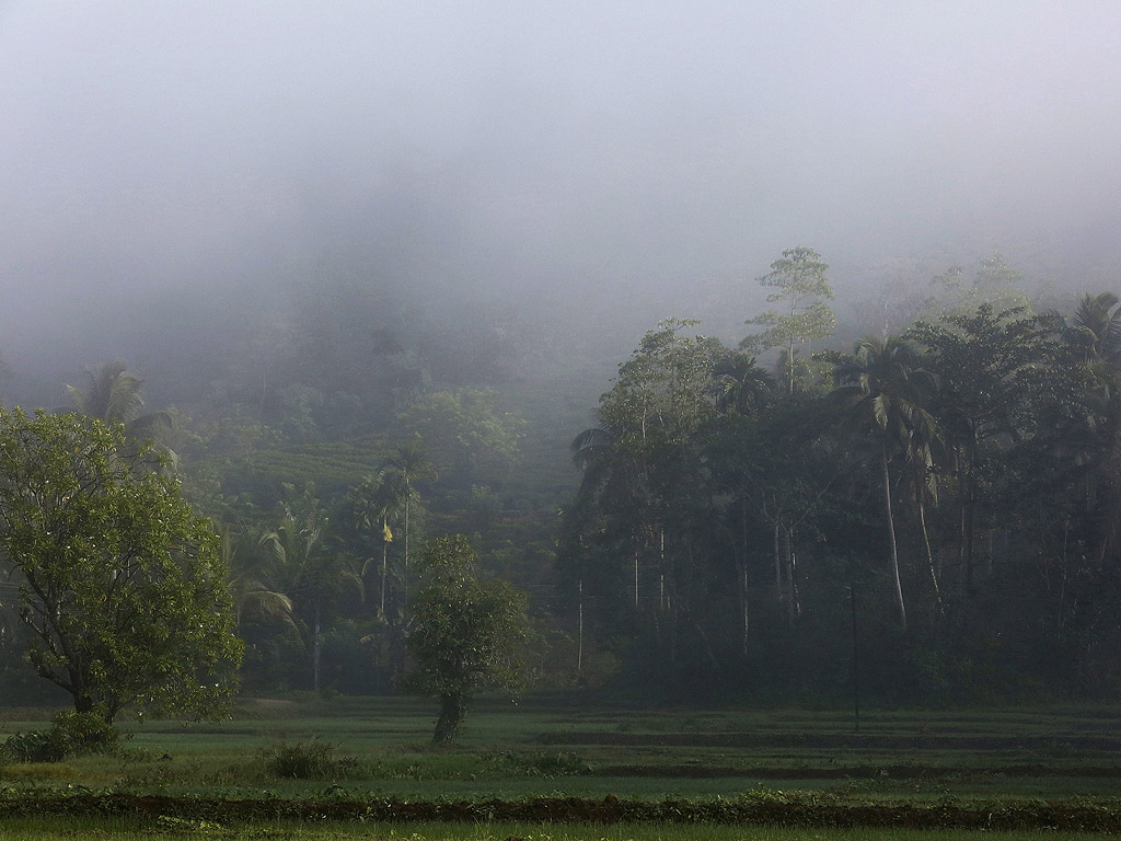 42-годишният Дингири живее на 220 км от най-големия град на Шри Ланка – Коломбо, и се препитава с умиращ занаят – производството на меласа от палмово дърво и захар. Това всъщност е високорисков и времеемък труд – Дингири прекосява огромни разстояния в търсене на изчезващите диви палми, а после се катери по хлъзгавите им стебла, за да извлече сока им.