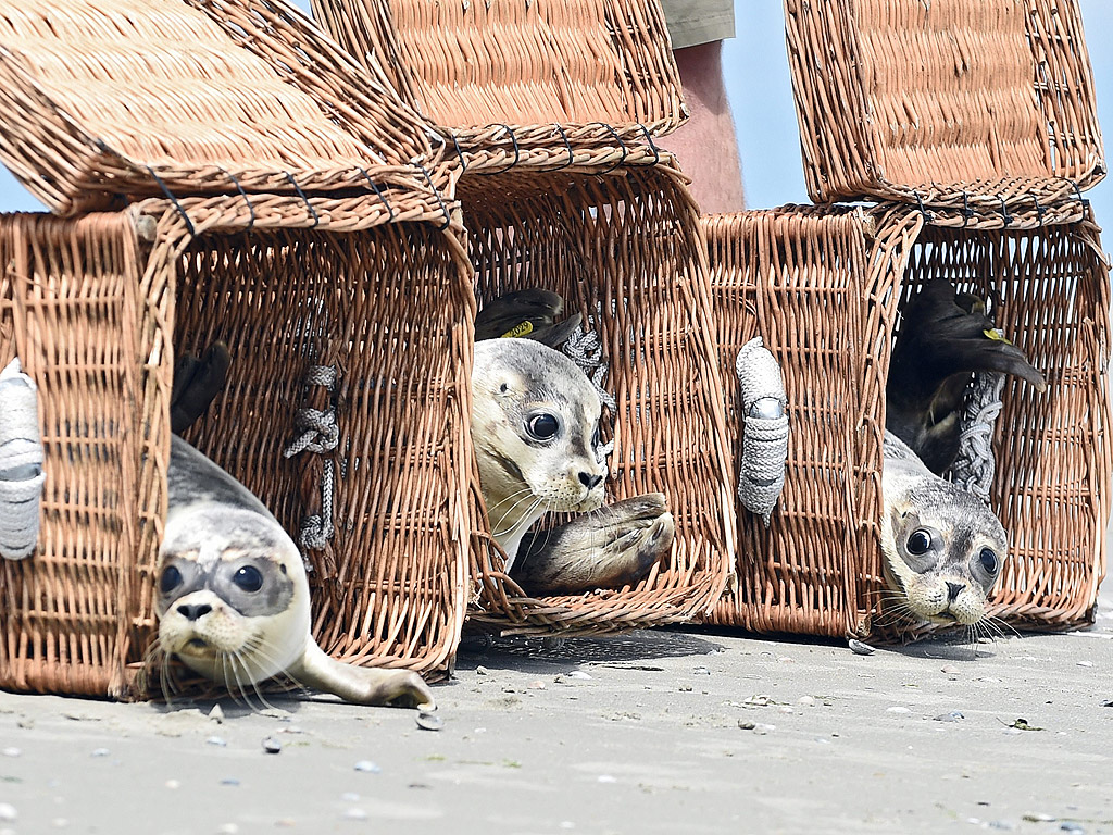 Кошници с три малки тюленчета са отворени, за да излезнат на свобода в природата на брега на морето на остров Юрист, Германия.