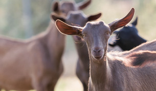Нов случай на заразен с бруцелоза в Рила