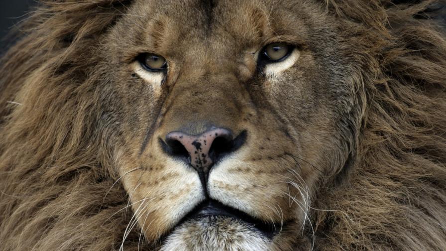 Откриха семейство от 200 лъва в Етиопия