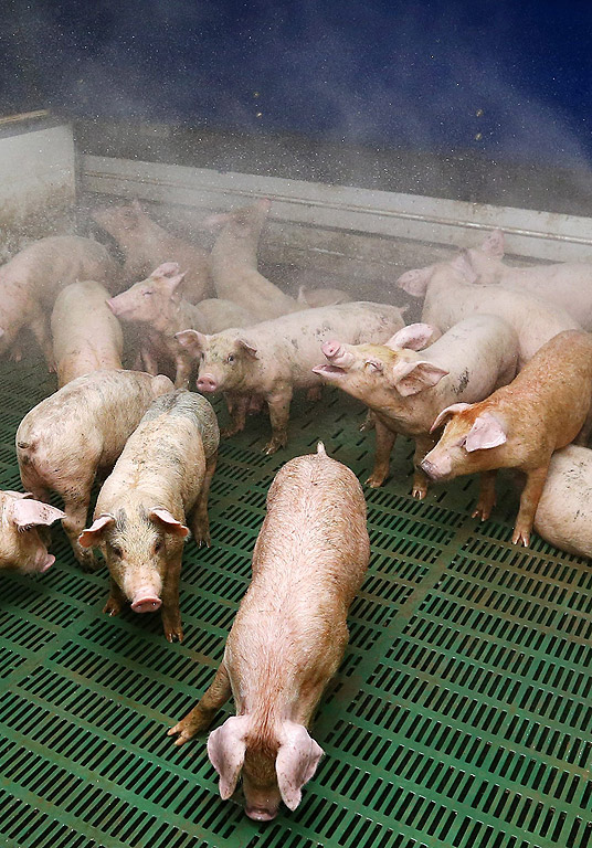 Свине са охлаждани с вода от собственика на свинеферма в югоизточна Южна Корея. Горещата вълна засегнала страната, уби над 34 000 свине в 25 ферми в Северна провинция Кьонсан в предишните три дни, съобщиха от правителството на провинцията