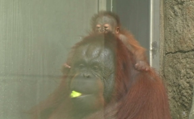 Бебе орангутан зарадва зоопарка в Толедо