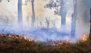 Пожар горя край Асеновград