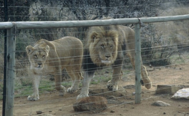 Ужасът във фермите за лъвове в РЮА