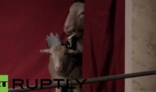 Овце в пиесата "Крал Лир" – само в Лондон (видео)