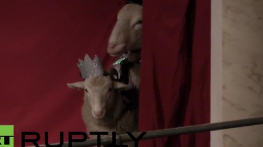 Овце в пиесата "Крал Лир" – само в Лондон (видео)