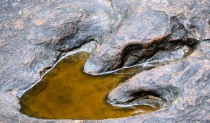 Откриха следи от нов вид динозавър