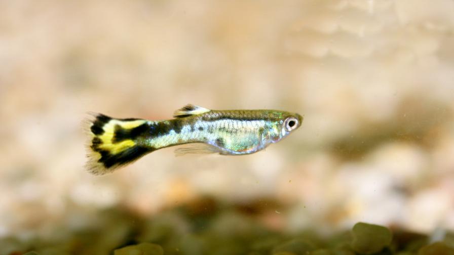 Рибите се научават да плуват по-бързо, за да избягат от ухажори