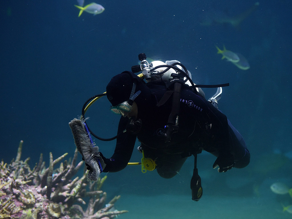 Водолази работят на изложбата Голям бариерен риф в Аквариумът в Сидни, Австралия. Водолазите участват в годишното пролетно почистване на аквариума с 2 милиона литра резервоар, като почистват органична материя, за да се запази подводната среда в най-добро състояние за морските обитатели