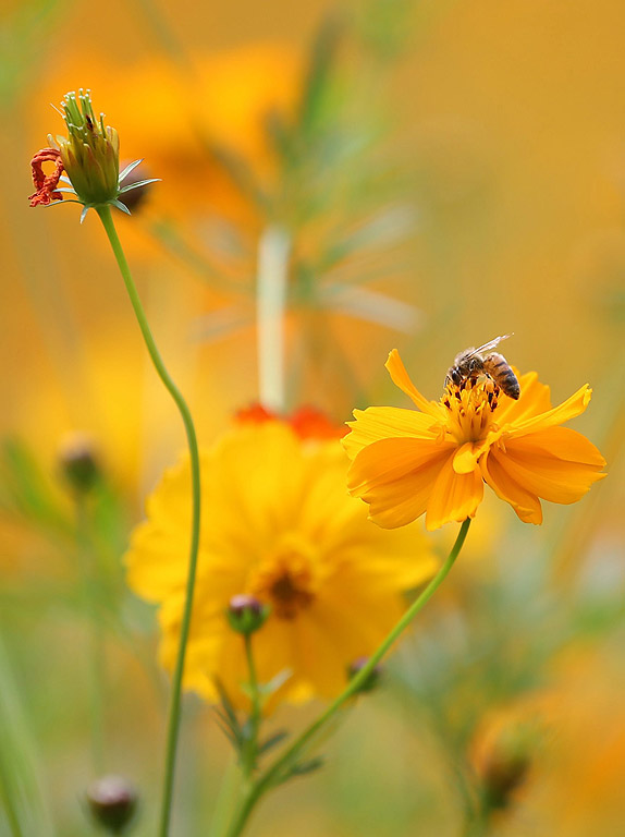 Пчели събират нектар от цветя в Олимпийския Парк в Сеул, Южна Корея. Есента се завръща скоро в страната