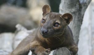 Чували ли сте за фоса? Вижте и как балансира (видео)